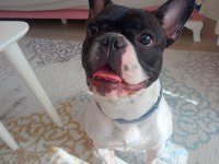 Sahiplendirilecek french bulldog