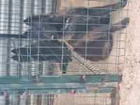 İyinin iyisini isteyene özel malinois