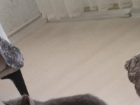 2.5 aylık erkek kedimiz yeni yuvasini ariyor