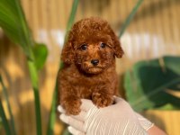 Toy Poodle Bebeklerimiz Referans Yavru