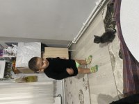 Kediye acil yuva sokağa atılmış