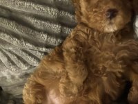 Toy Poodle oğlumuz