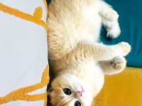 British Golden Shorthair Ny12 Kızım