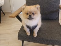 2 yaşındaki pomeranian boo oğlumuzu veriyoruz