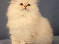 Ny2533 Dişi British Longhair