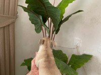 Meraklısına French Bulldog