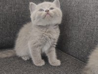 British shorthair yavrularımız yeni sahiplerini bekliyor