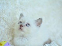 Harika Mavi Göz Blue Point British Shorthair 