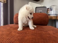 Safkan erkek samoyed yavrumuz