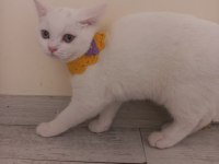 İki kardeş british kedilerimiz