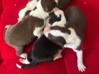 Şeker Köpekler Bunlar