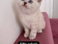 Sağlıklı scottish straight ev ortamından