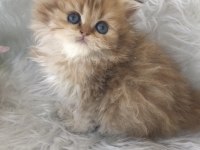 British longhair golden erkek yavrum