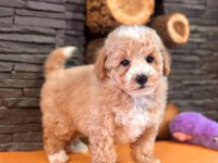 Zekasıyla büyüleyen hipoalerjenik 3 aylık Maltipoo