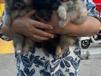 Pomeranian bebeklerim uygun