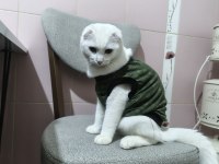 Scottish Fold Kedisi
