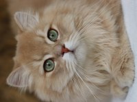 9 Aylık British Longhair Erkek