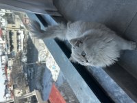Şecereli British Longhair