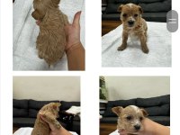 Maltipoo bebekler