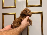 45 Günlük Dişi Toy Poodle