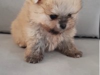 Pomeranian boo