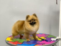 Pomeranian boo