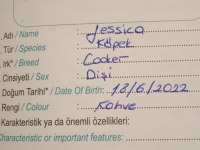 8 AYLIK DİŞİ COCKER ENGLİSH