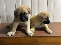 Boz Kangal Yavruları