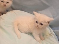 Dünya Güzelleri british shorthair Yeni Yuvasını Arıyor