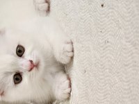 Nazlımın scottish fold bebekleri