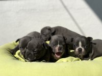 Egzotik blue french bulldog bebeklerimiz