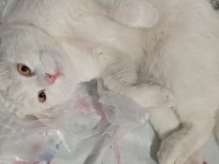 Kedimiz 1,5 yaşında kısırlaştırmadı