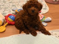 Poodle Bebek Köpeğimiz