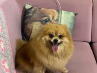 Pomeranian Dişi Yavru