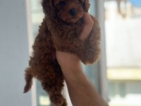 Safkan kore teacup poodle yavrular