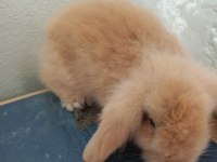 Lop tavşan karamel