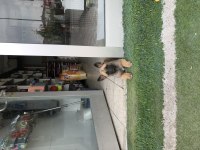 İki aylık dişi Malinois