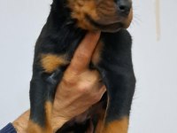 Koca kafa Macar Rottweiler