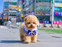 GERÇEK KORE ASILLI MALTIPOO BEBEKLERİMİZ