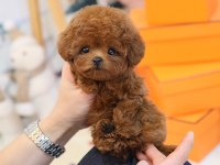 Ozelmı Ozel Toy Poodle Bebeklerımız