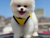 Pomeranian boo
