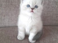 British shorthair erkek dişi ponpon gibi bebekler