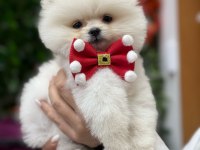 Pomeranian boo mini ayıcık yavrumuz