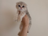 Kaliteli Ayıcık Surat Bebek Scottish Fold