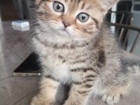 Black golden tabby yavrular british shorthair