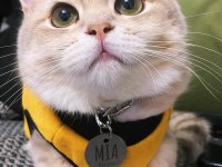 Safkan british shorthair