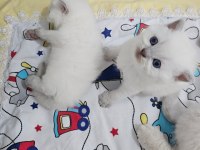 Prenses ve prens kedilerim