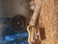 Sibirya hamster