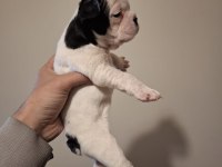 French bulldog bebekler yeni yuva bekliyorlar