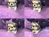 Chihuahua için okumadan iletişim kurmayın lütfen